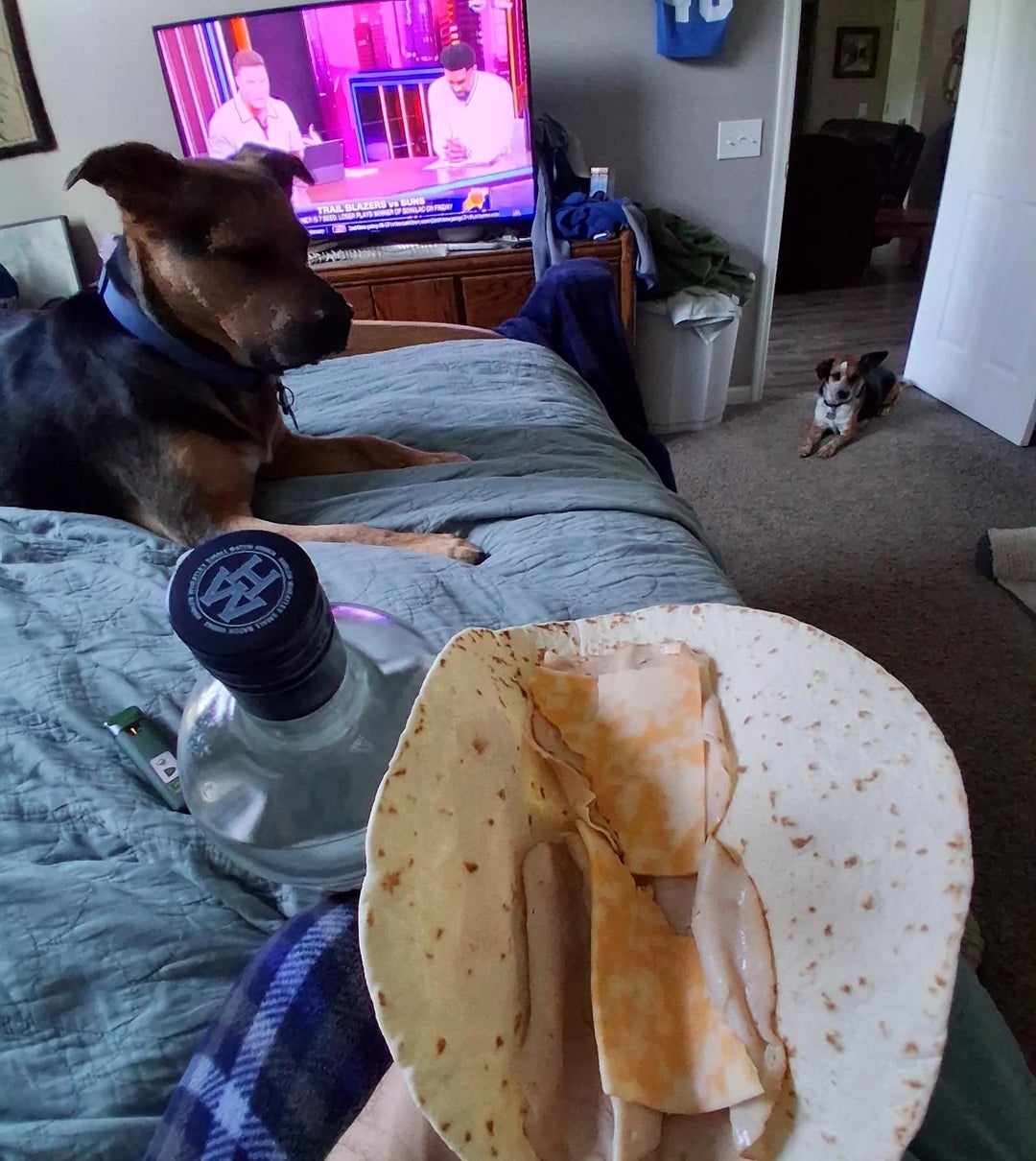 Tortilla dengan irisan kalkun dan keju di tempat tidur dengan anjing di dekatnya dan TV menyala di latar belakang