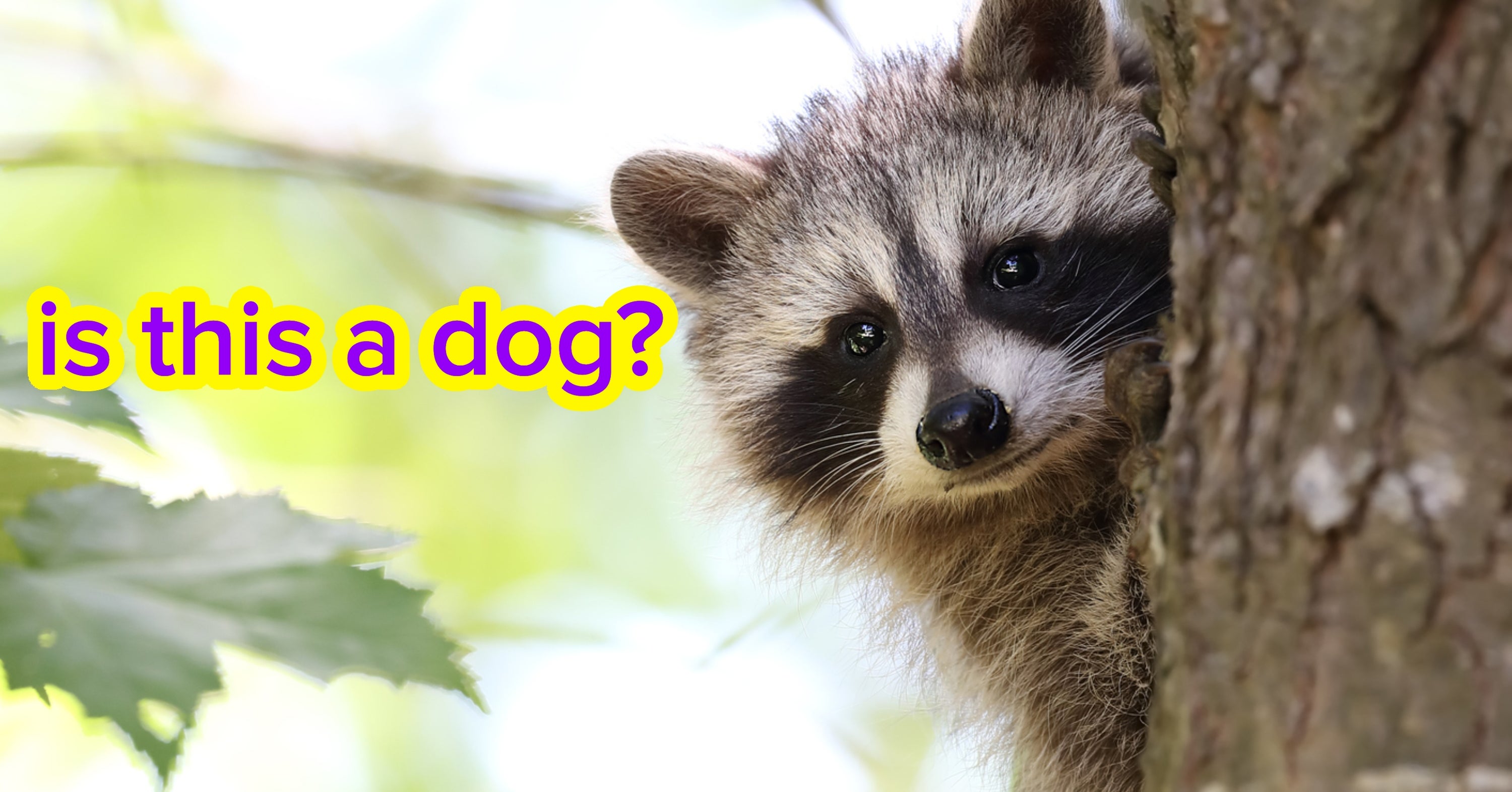 Can You Identify All Of These Small-Ish Animals?