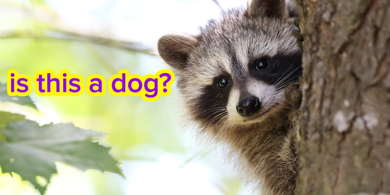 Sorry, But Only True Outdoor Nerds Can Name 15/15 Of These Critters