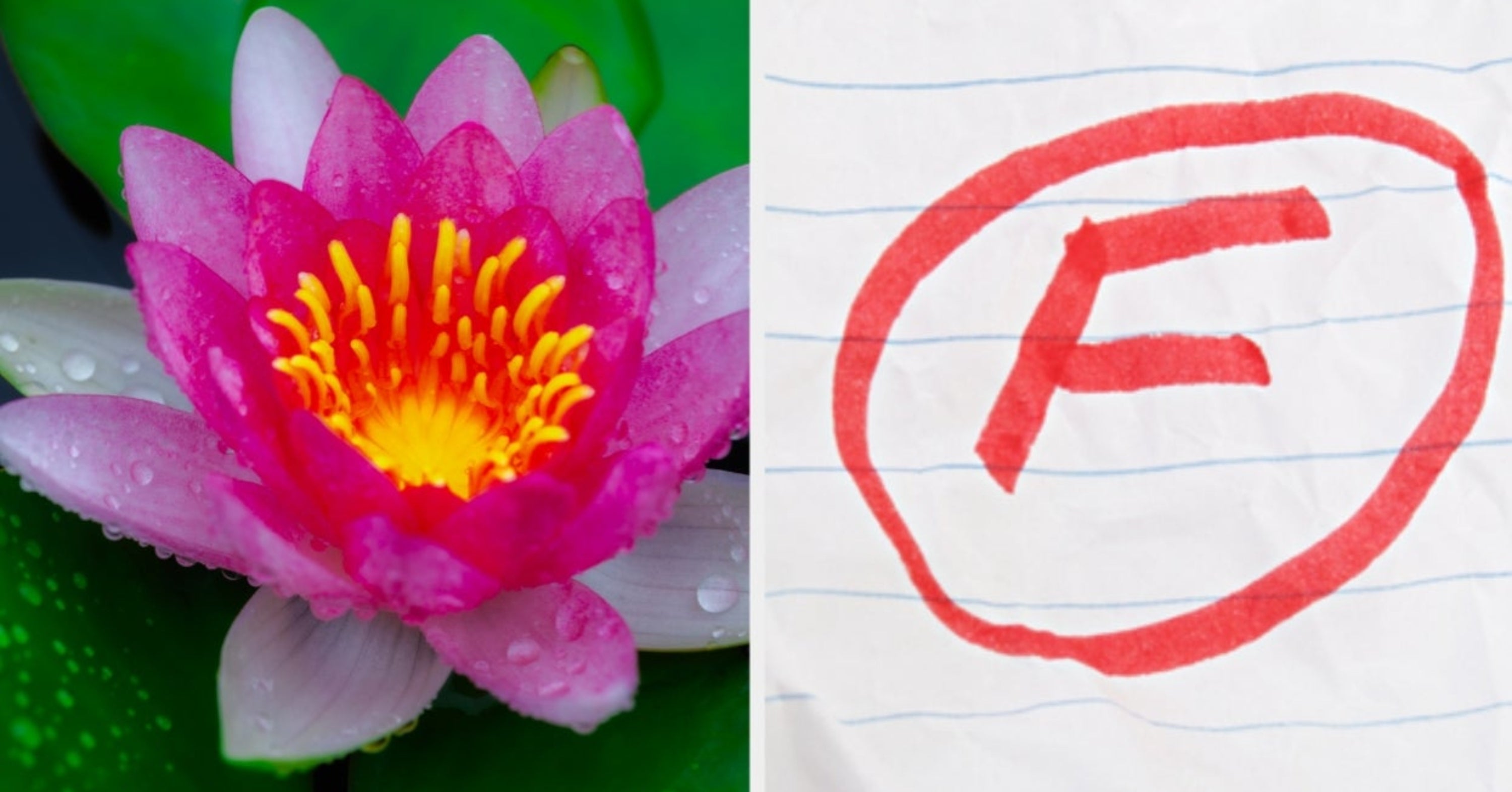 Sorry, But Only A Garden Nerd Can Identify 15/15 Of These Flowers... Can You?