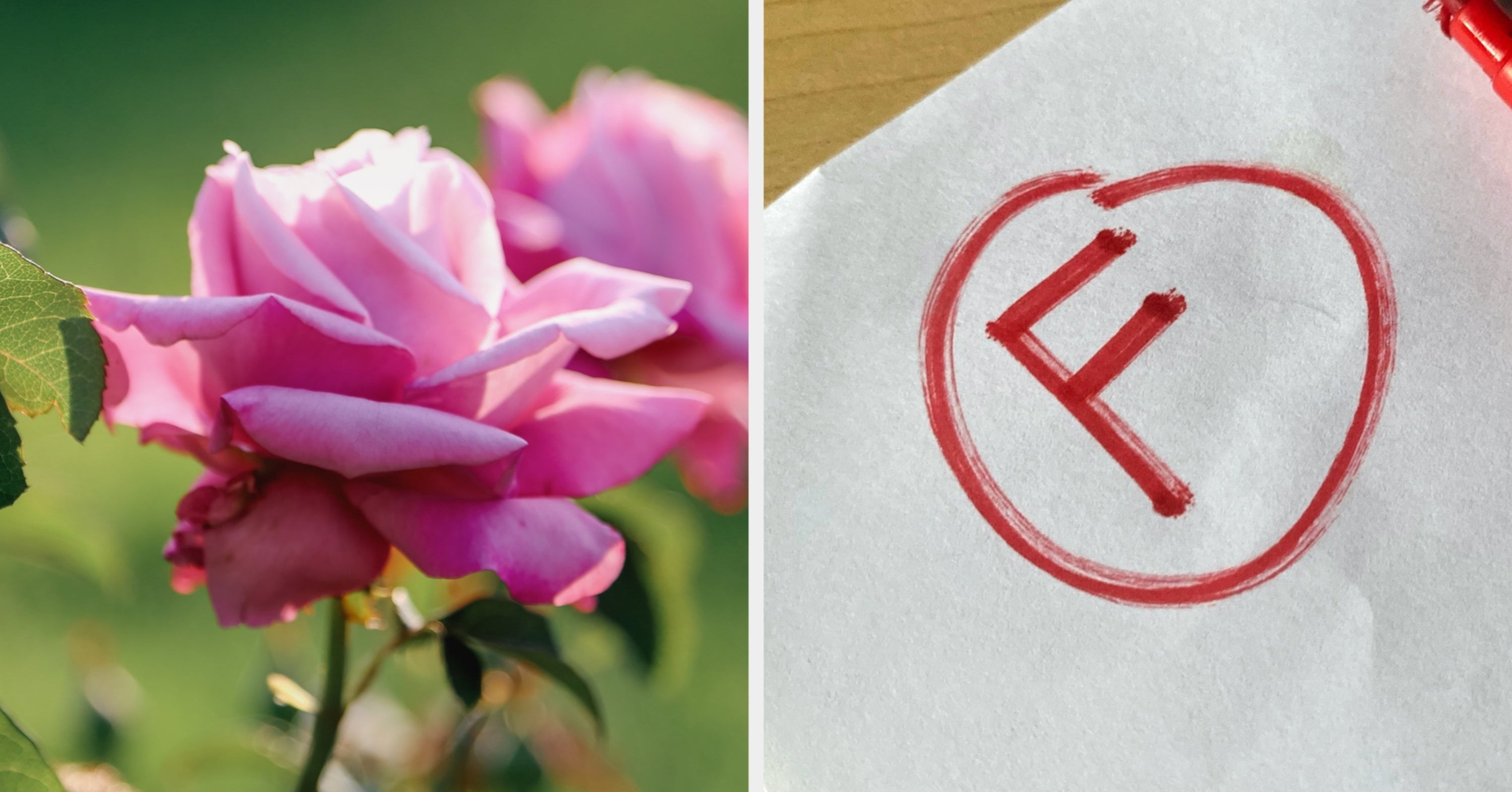 Sorry, But Only True Flower Nerds Can Identify These Flowers...Can You Get All 15?