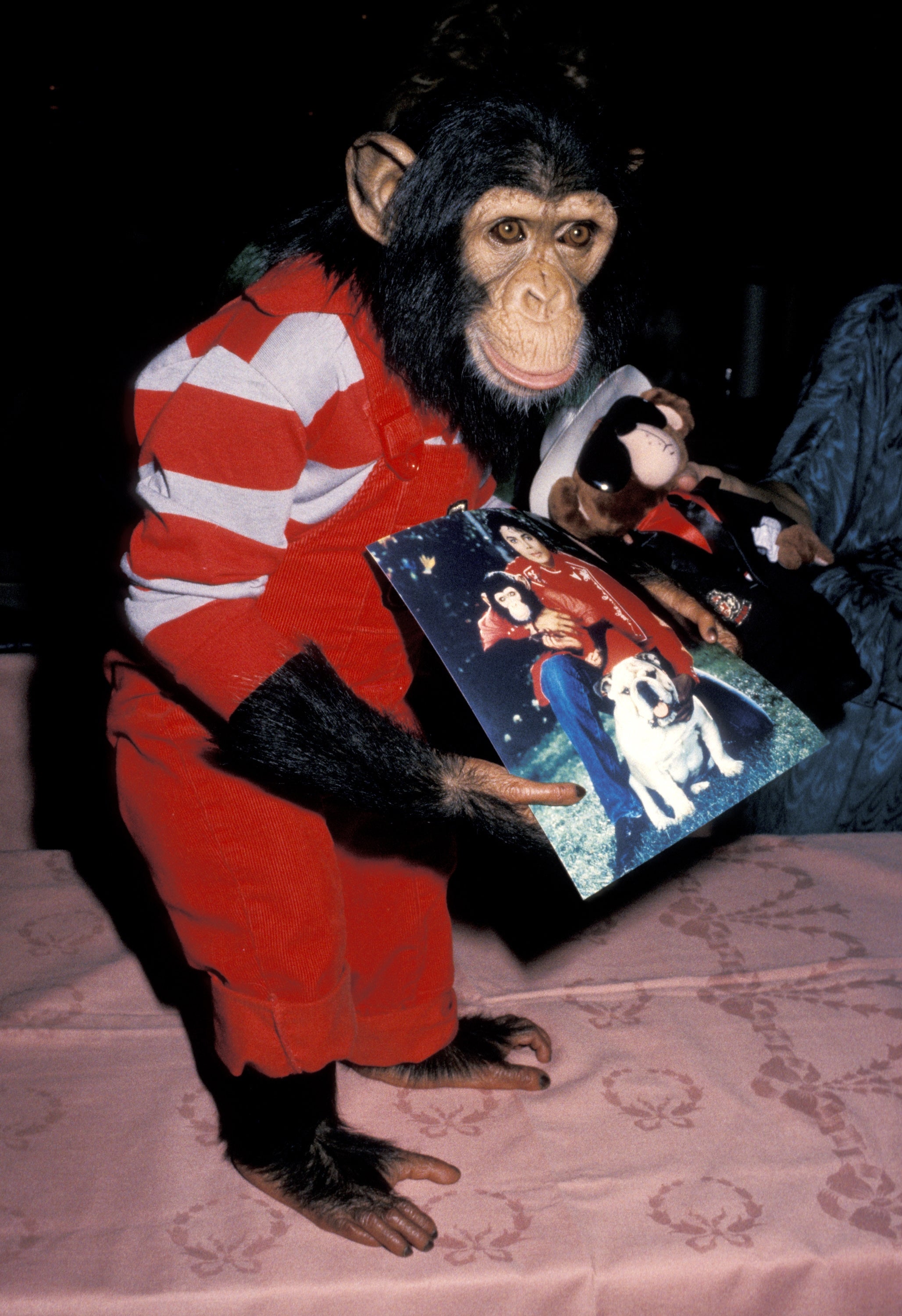 A chimpanzee dressed successful  a striped outfit holds a photograph  of Michael Jackson and a canine  astatine  an event