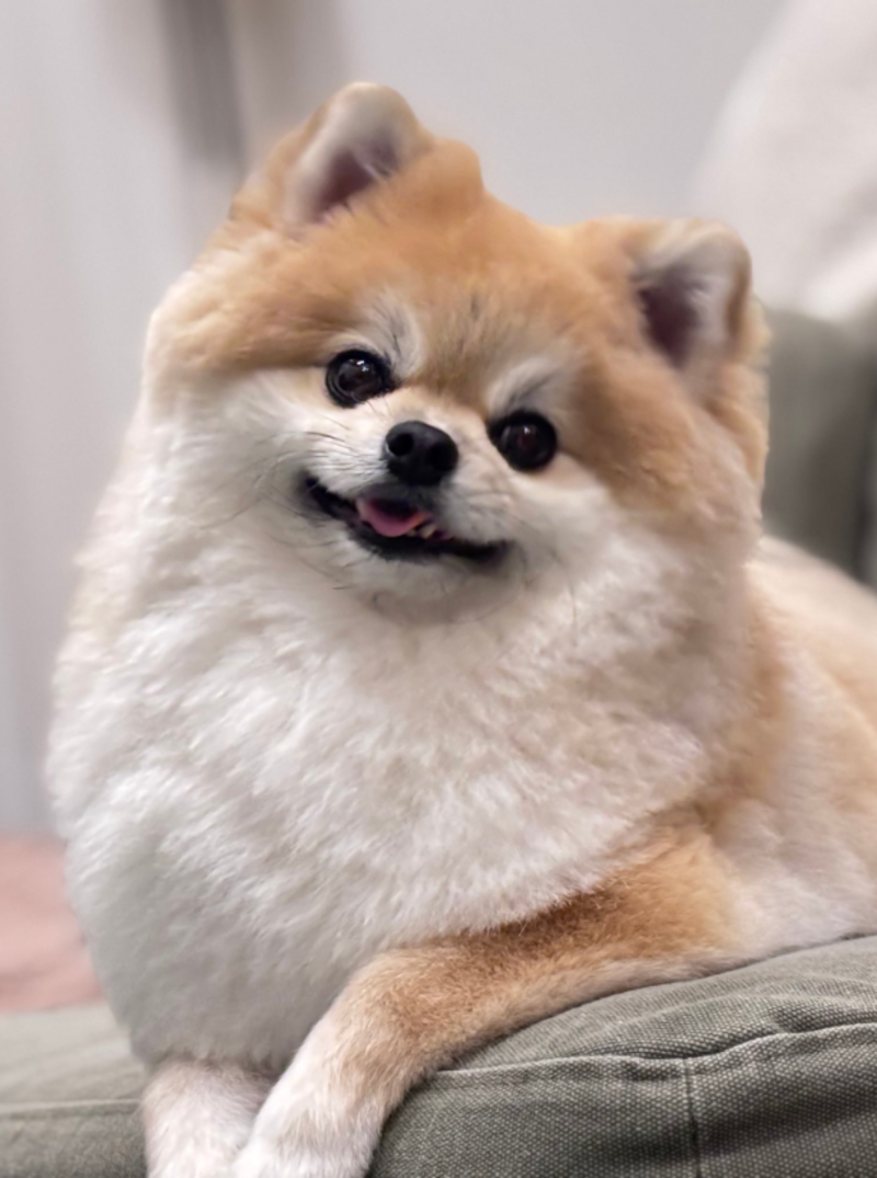 そるくん/飼い主さん（@pretty_solulu）のXより