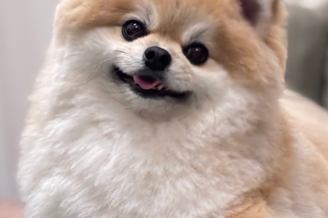 そるくん/飼い主さん（@pretty_solulu）のXより