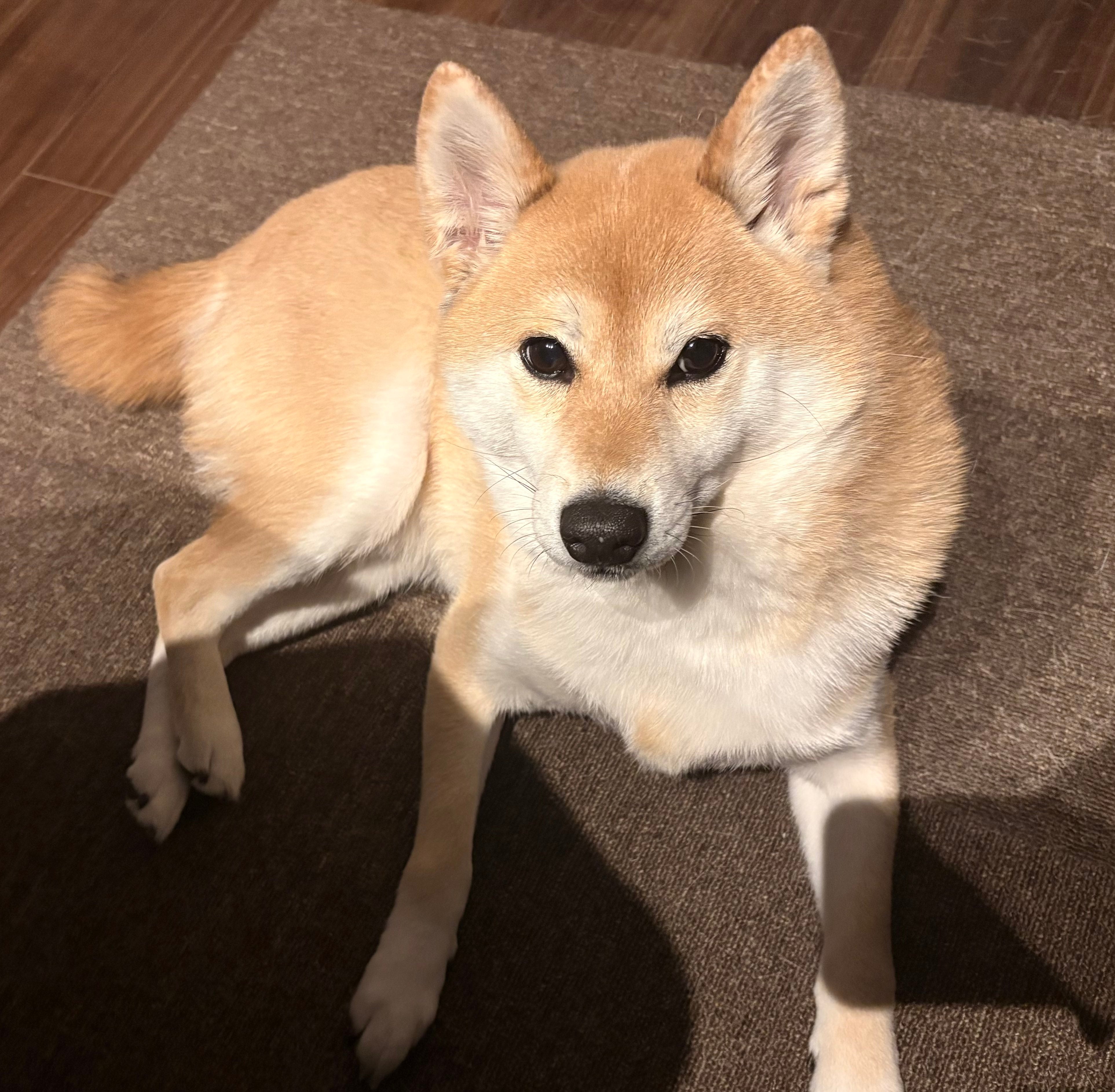 たびくん（飼い主さんのX（@tabi20210501）より）