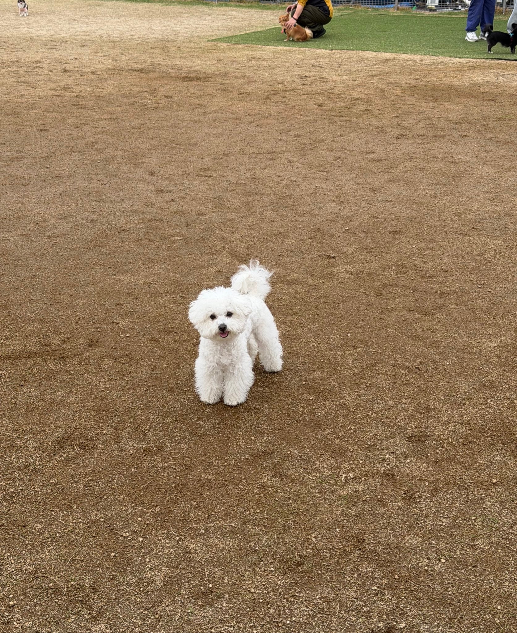 小さな白い犬が土の上に立っている。後ろには人々や芝生が見える屋外の様子。