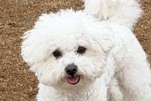 小さな白い犬が土の上に立っている。後ろには人々や芝生が見える屋外の様子。