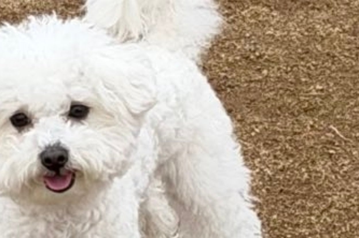 小さな白い犬が土の上に立っている。後ろには人々や芝生が見える屋外の様子。