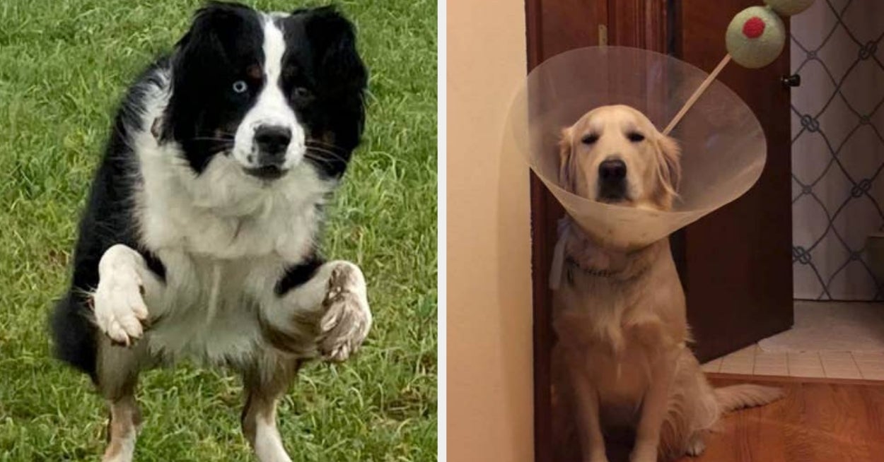 I'm Seriously Considering Getting A Dog After Seeing These 47 Photos That Had Me Laughing For 10 Minutes Straight