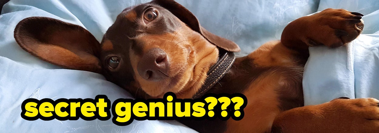 People Are Sharing Stories Of The Moments Their Pets Were Really, Really Smart — Like Human-Level Smart — And It's Wild