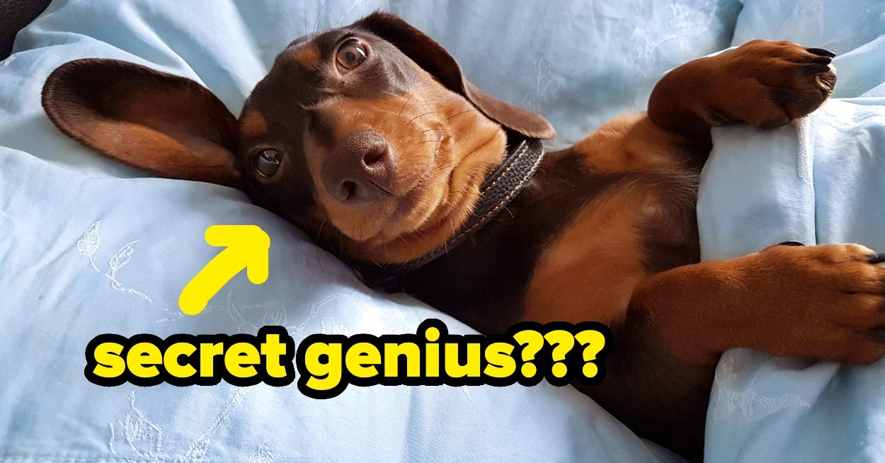 People Are Sharing Stories Of The Moments Their Pets Were Really, Really Smart — Like Human-Level Smart — And It's Wild