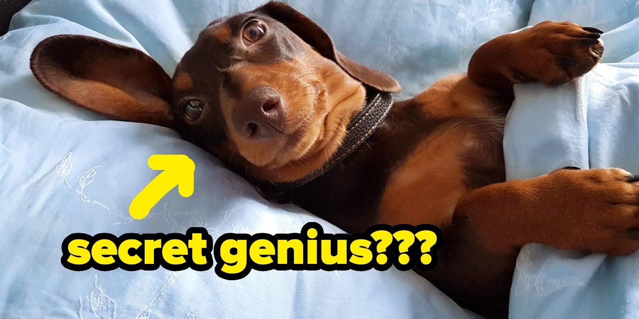 Remarkably Smart Pets That Act Like People