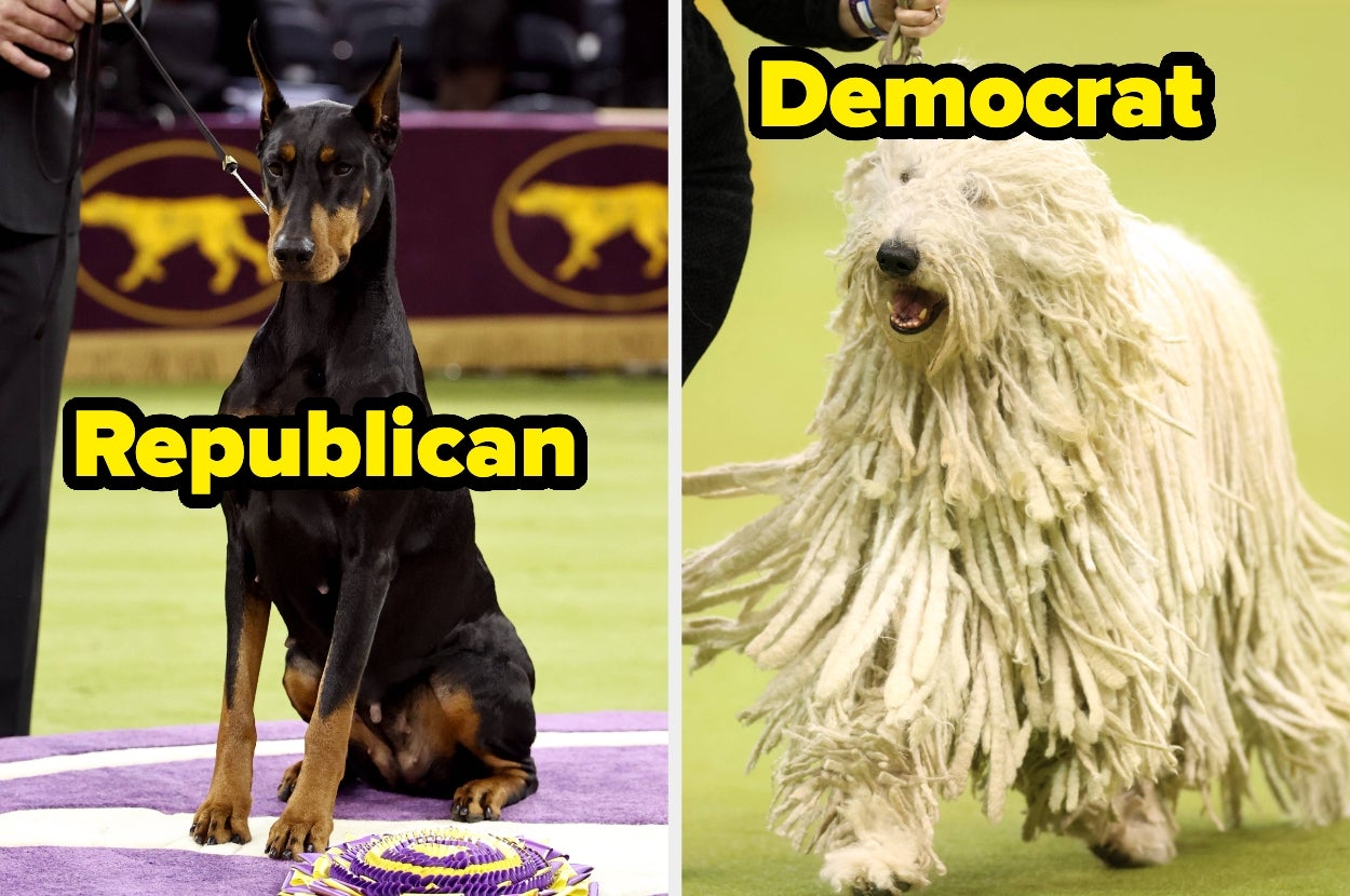 Doberman labeled "Republican" and Komondor labeled "Democrat" in a humorous comparison