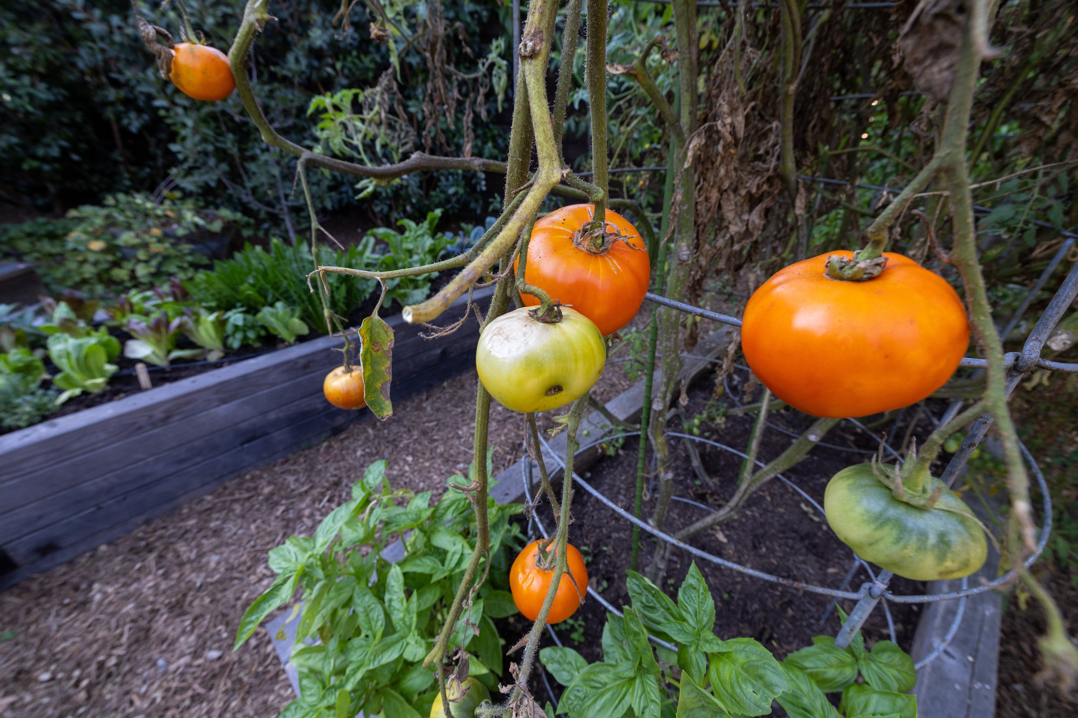 Tomato works  successful  a plot  with ripe and unripe tomatoes, supported by a metallic  cage. Nearby, leafy greens are disposable   successful  raised beds