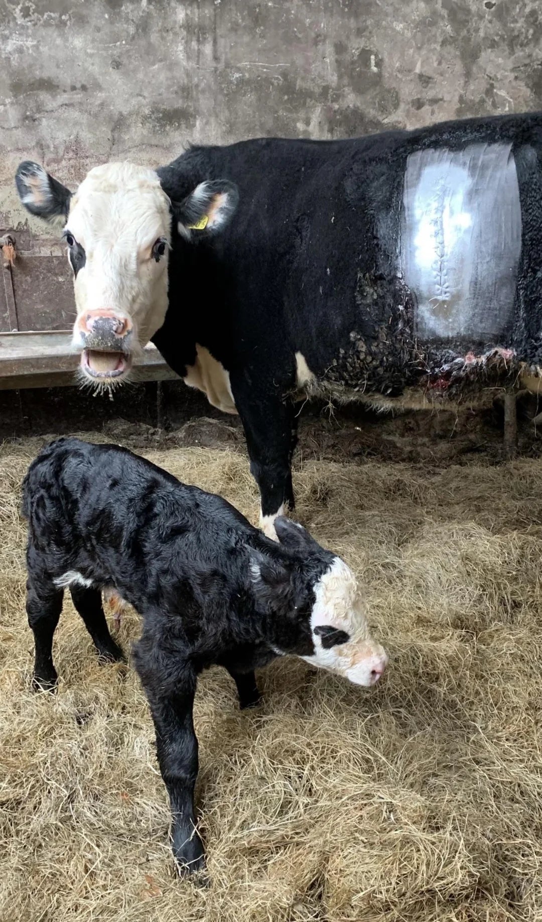A cattle  with an exposed spot  connected  its broadside  stands connected  hay beside a calf
