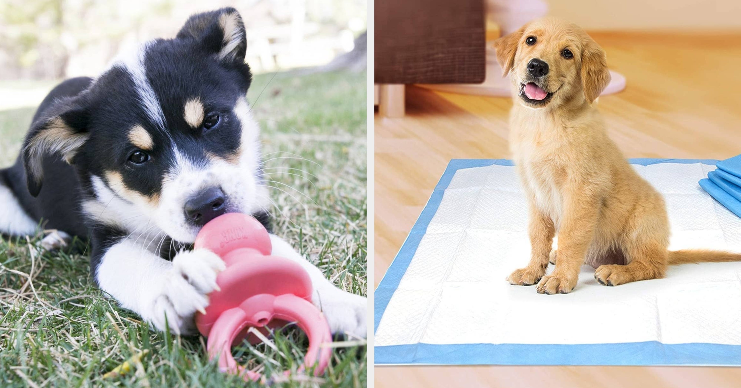 27 Products From Chewy To Help Your Puppy Thrive