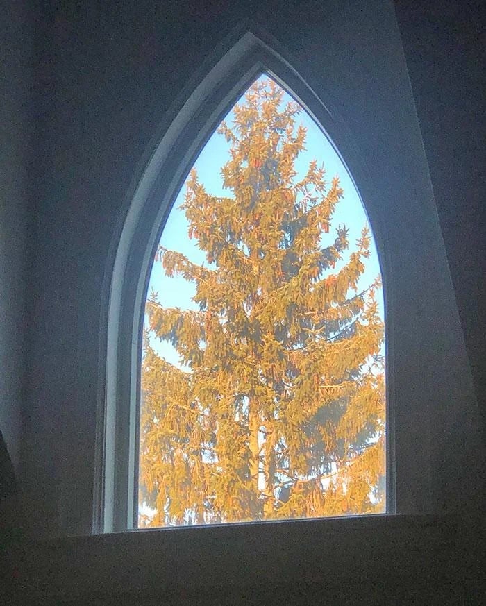 Large histrion   seen done  an arched window, with sunlight illuminating the branches from behind