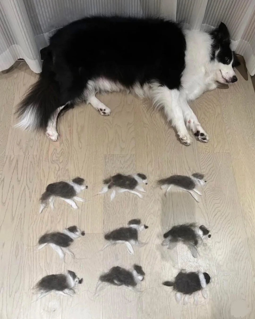 Dog lies adjacent  to 10  mini replicas made from its ain  fur, arranged connected  the floor