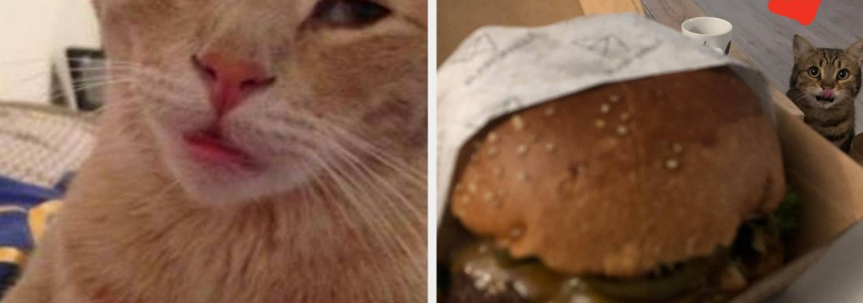 23 Cat Photos That Are Way, Way, Way, Way, Way, Way, Way, Way Funnier Than They Should Be