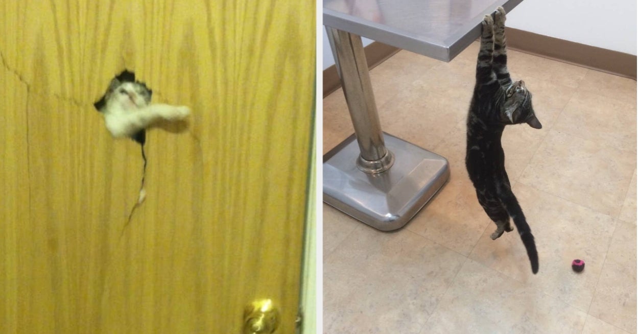 23 Cat Photos That Are Way, Way, Way, Way, Way, Way, Way, Way Funnier Than They Should Be