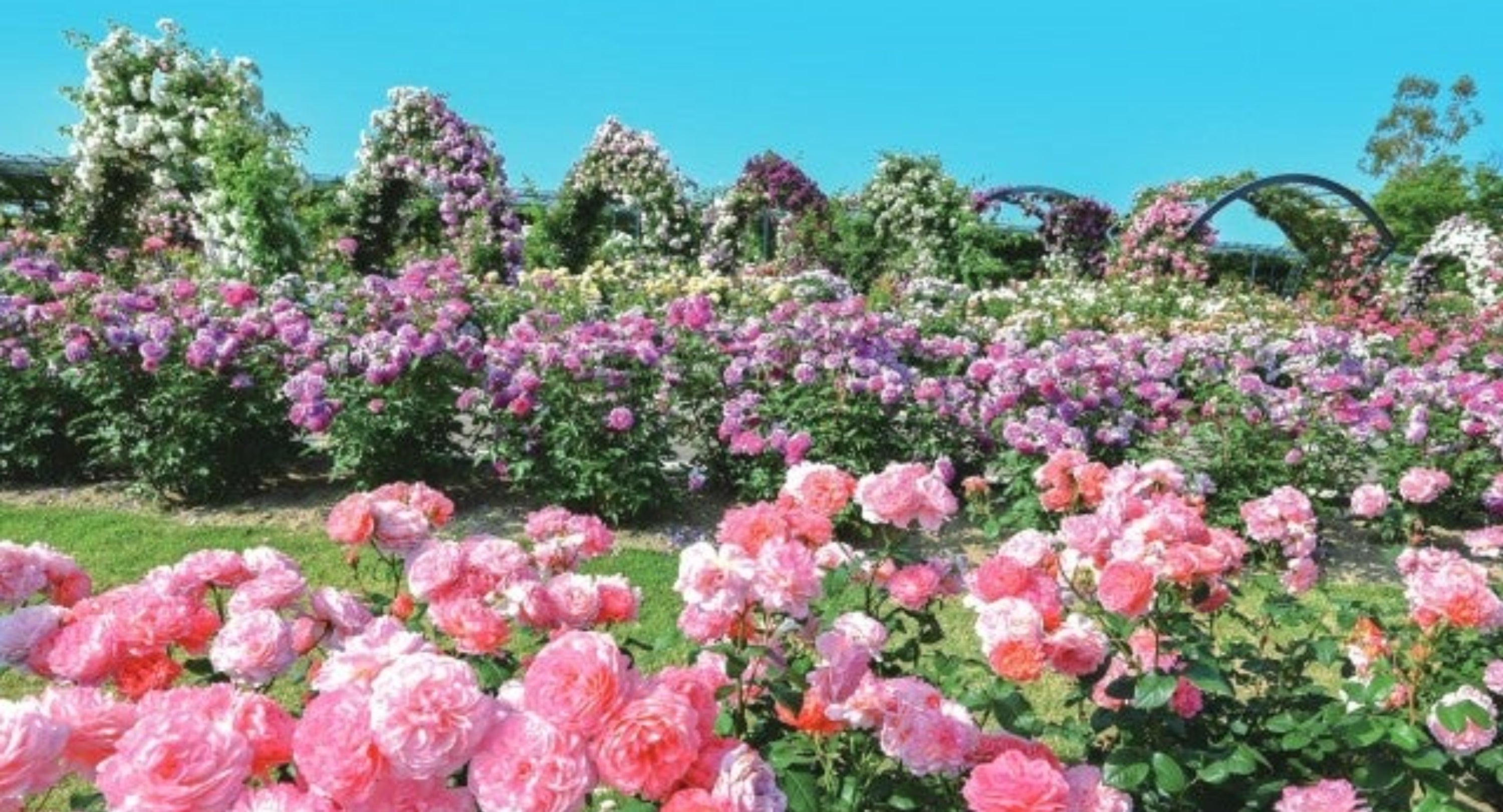 多くのバラが咲く美しい庭園。背景にはアーチ状に咲いたバラが並ぶ
