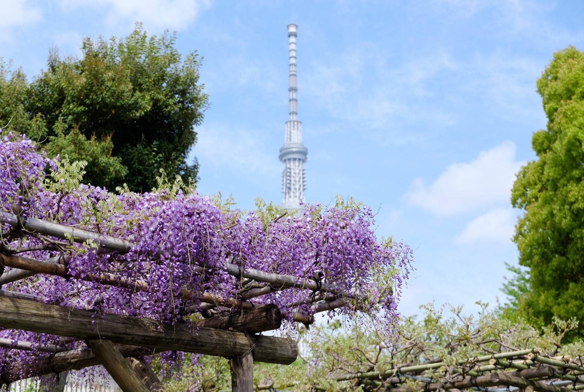 東京スカイツリーを背景に、藤の花が咲き誇る庭園の風景。