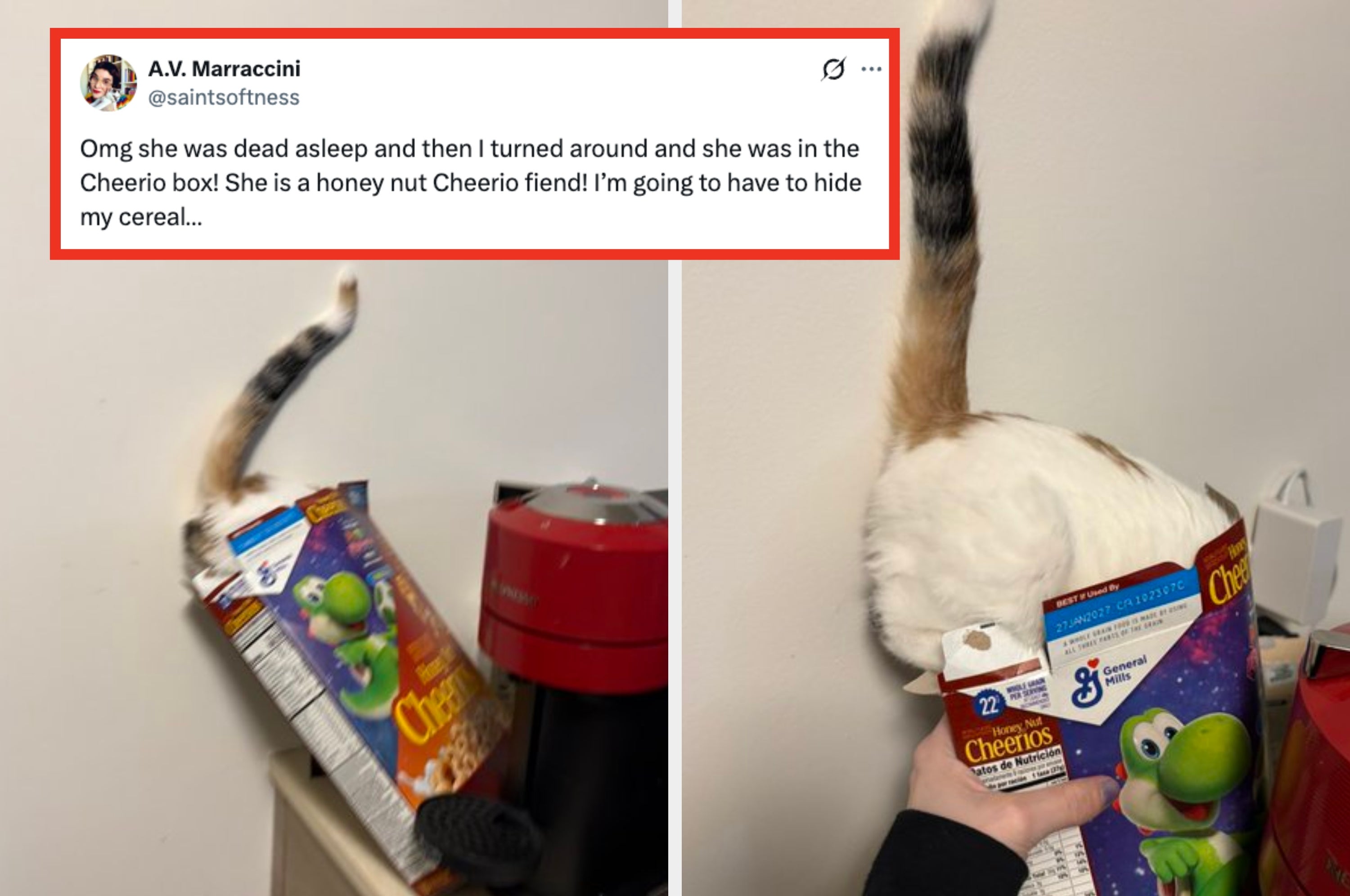 A cat is caught sleeping inside an open cereal box on a kitchen counter, with someone narrating the scene humorously