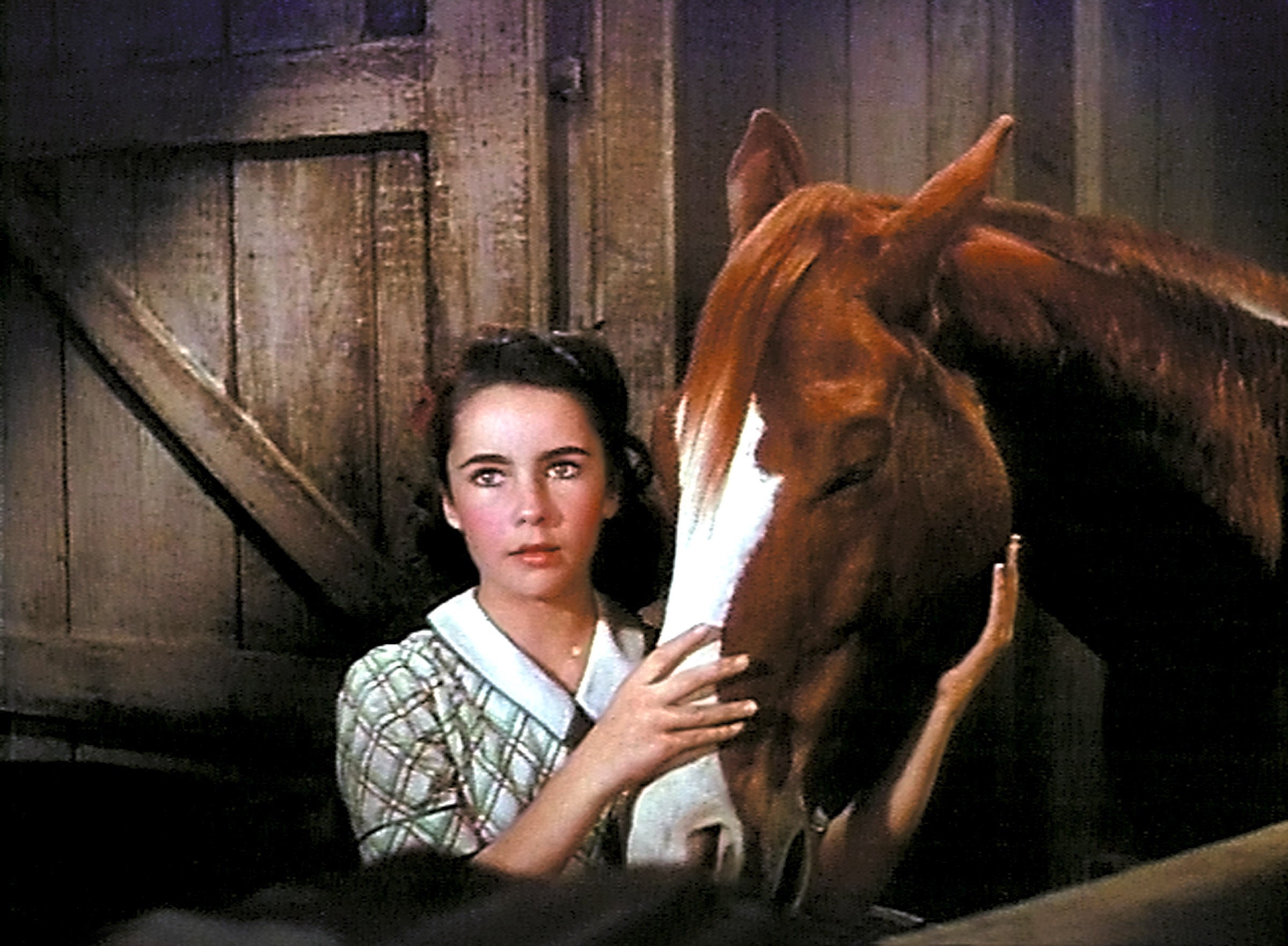 Person gently touching a horse's head in a stable setting