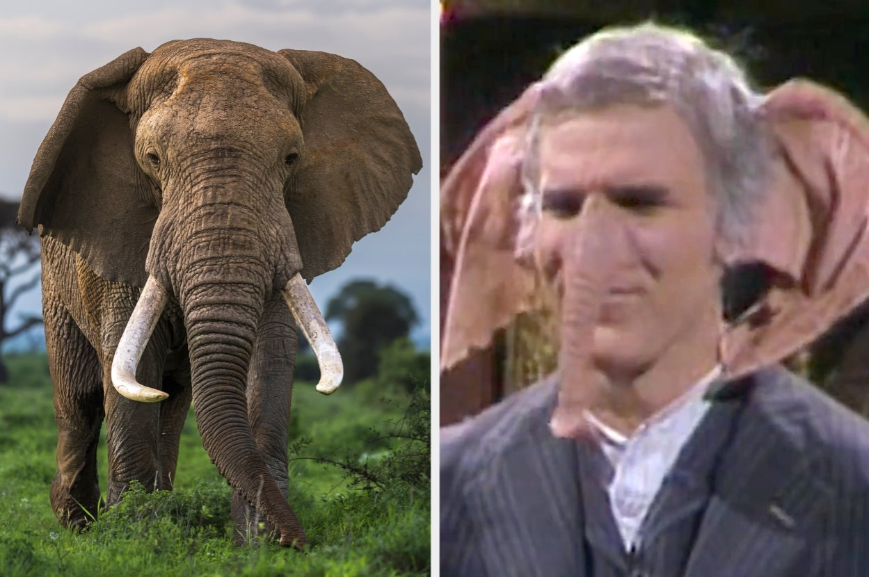 Elephant standing in grass; Steve Martin with an elephant-like nose and ears, wearing a suit, in a humorous context