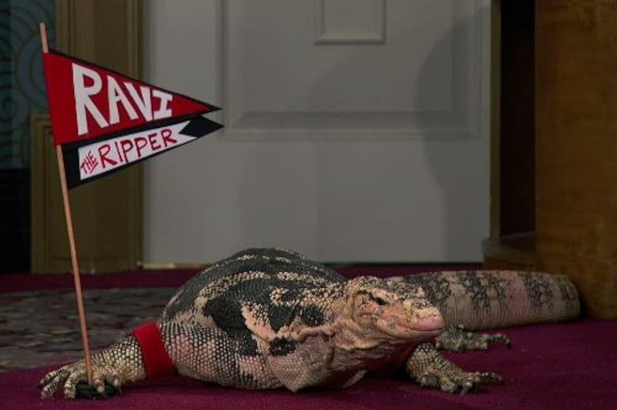 Can You Guess The Disney Channel Show Just From The Description Of The Pet?