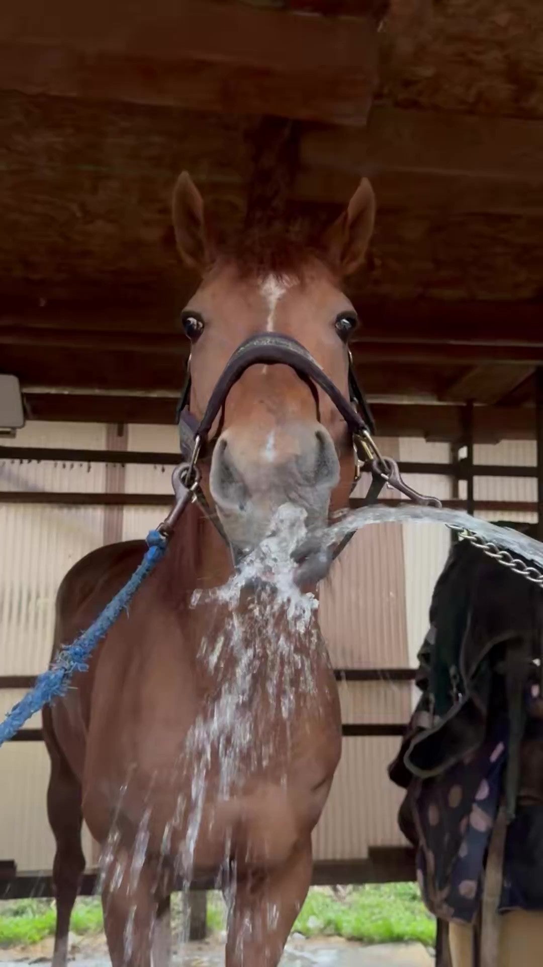 馬が水を飲んでいる様子。リードで繋がれており、口元から水が流れ落ちている。