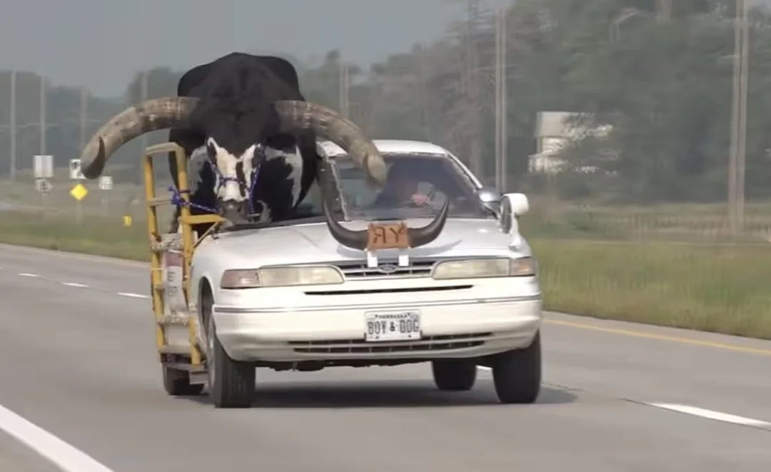 A car   connected  a road  with a bull riding successful  the beforehand   rider  spot   area, visibly restrained