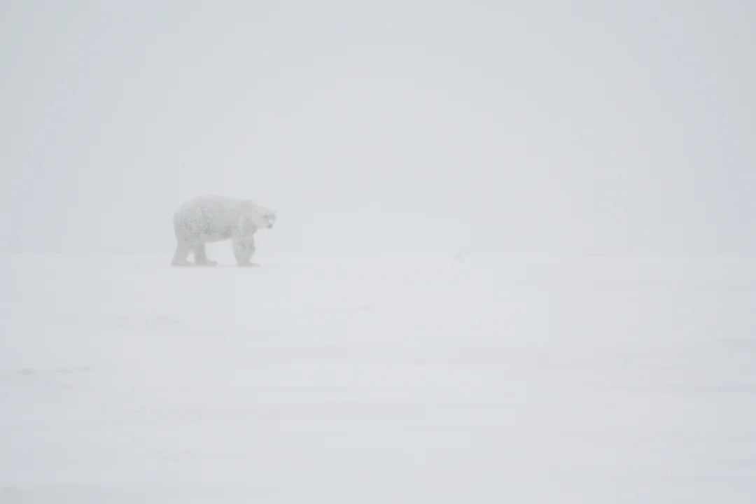 Polar carnivore  walking unsocial  connected  a vast, snowy scenery  successful  dense  fog