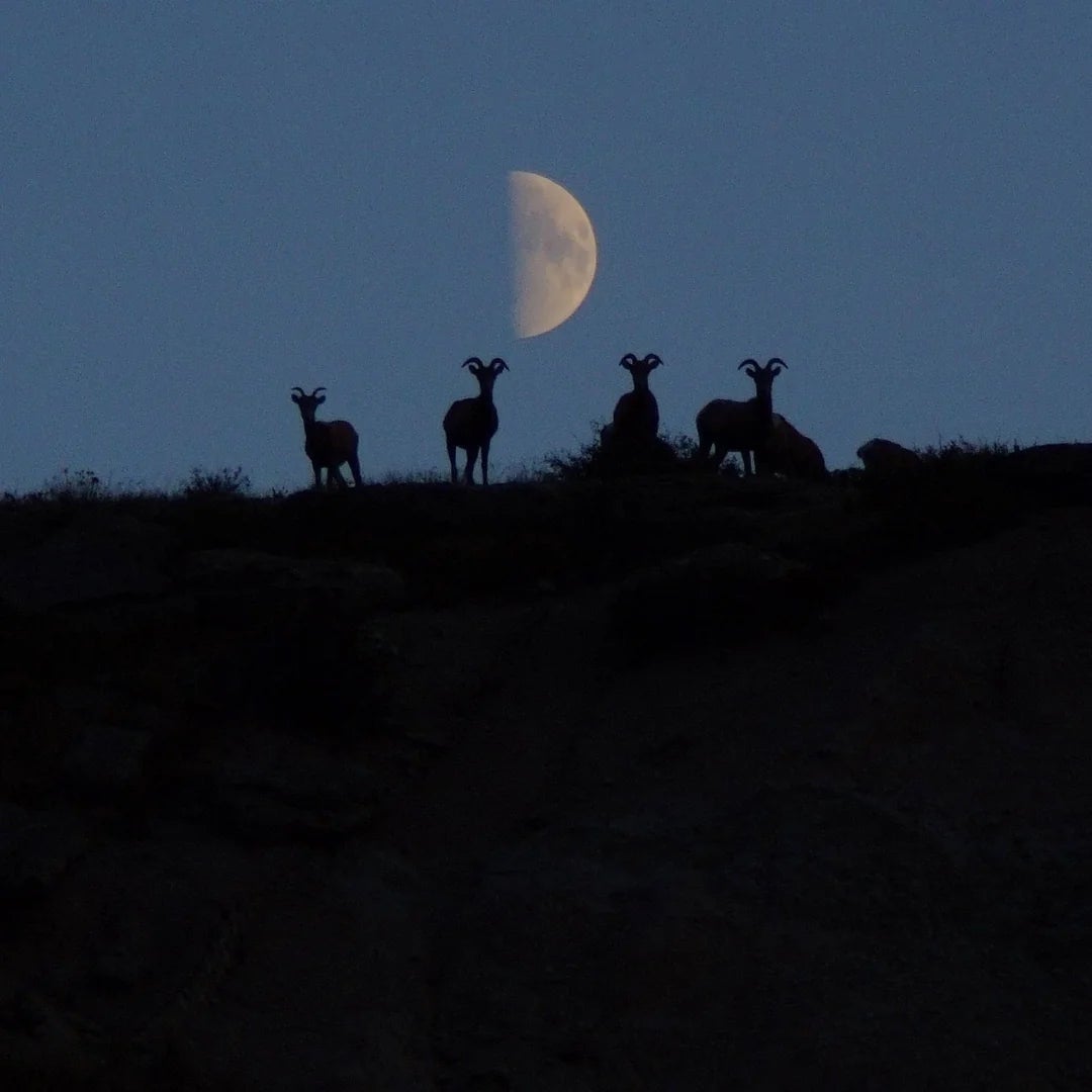 Silhouetted upland  goats connected  a ridge with the satellite  partially disposable   successful  the entity  supra  them