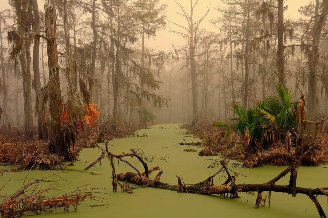 Misty swamp country   with gangly  trees, branches, and greenish  algae-covered water, creating a mysterious, tranquil atmosphere