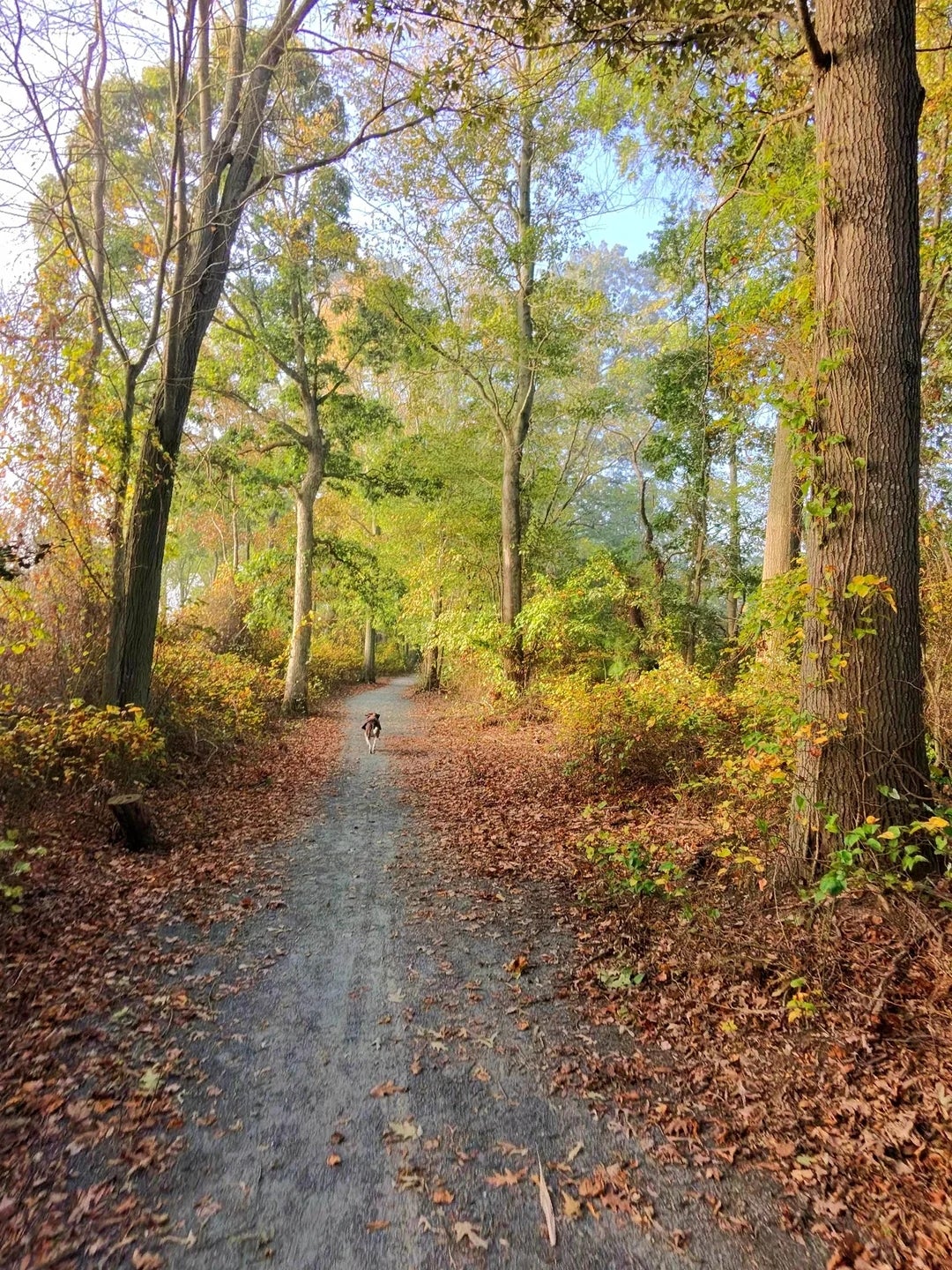 A ungraded  way  successful  a woodland country  with gangly  trees and scattered leaves, canine  successful  the distance