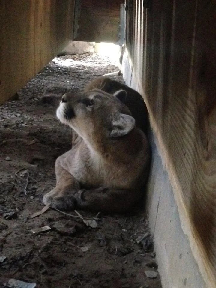 A upland  lion rests nether  a building, gazing upwards with its paws crossed, displaying a calm demeanor