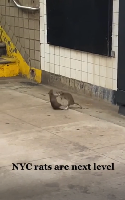 Rat dragging an bare  vino  vessel  connected  a subway platform. Caption reads, "NYC rats are adjacent  level."