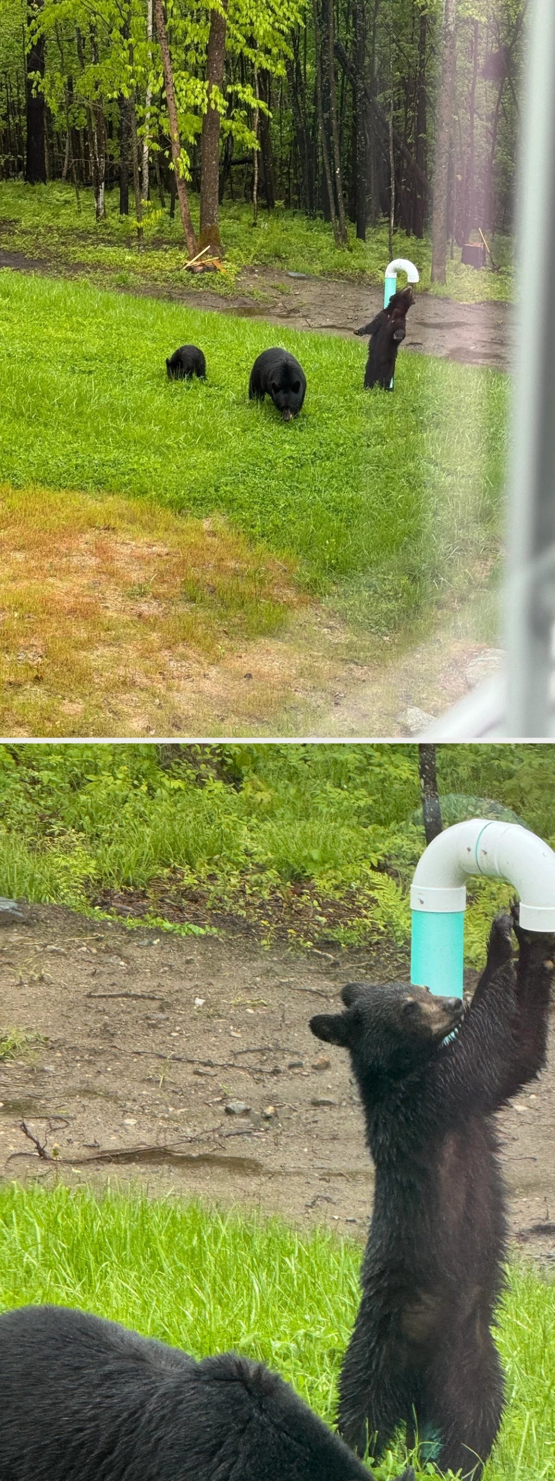 Two achromatic  bears and a cub forage successful  a grassy gait   adjacent   a wooded area. A covered wellhead is disposable   successful  the background