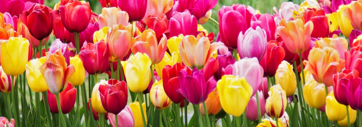Which Spring Flower Are You?