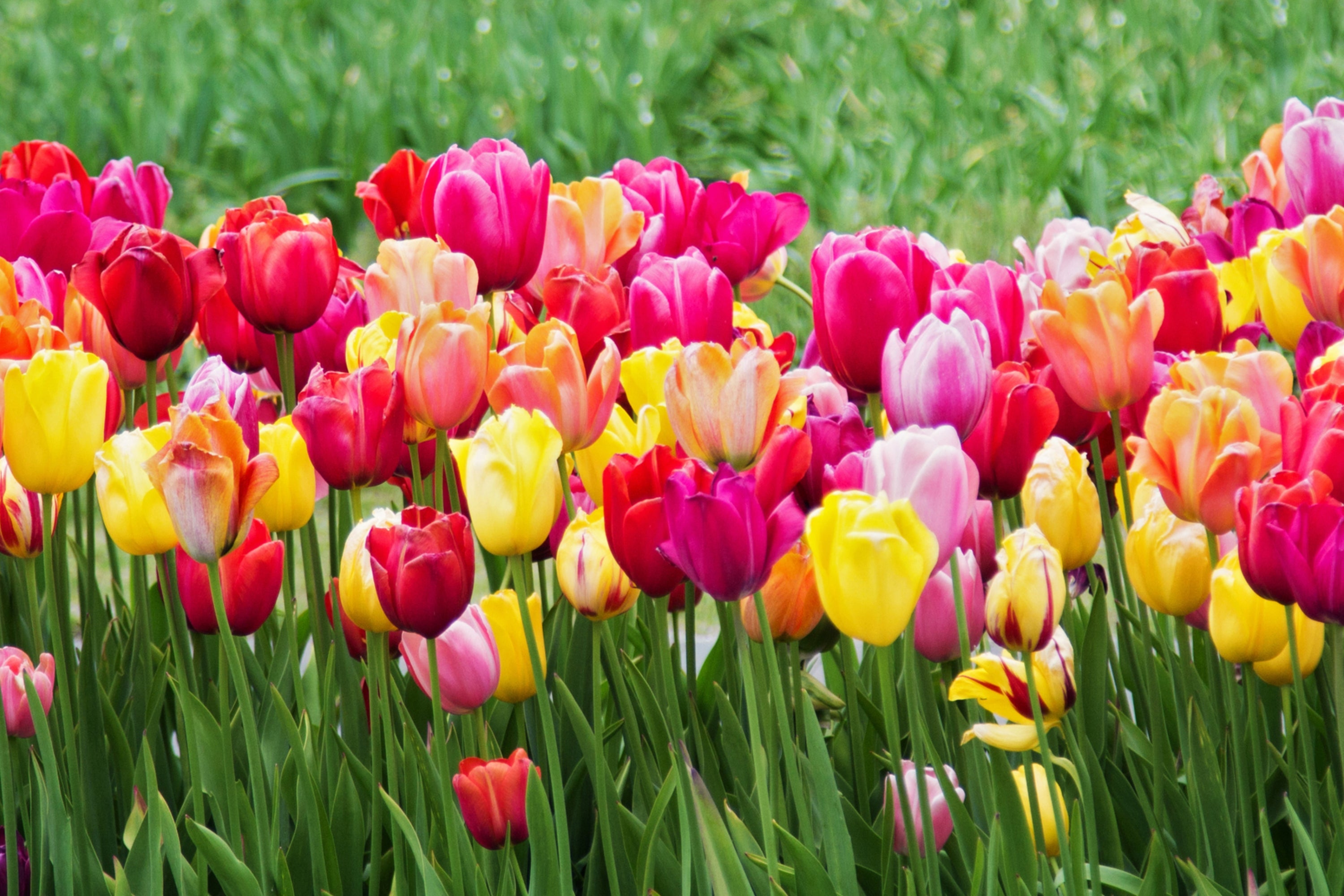 Everybody Has A Flower That Matches Their Aura — Which One Are You?