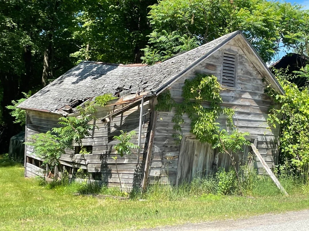 Old, weathered woody  shed with a sagging roof, covered successful  overgrown plants, surrounded by trees