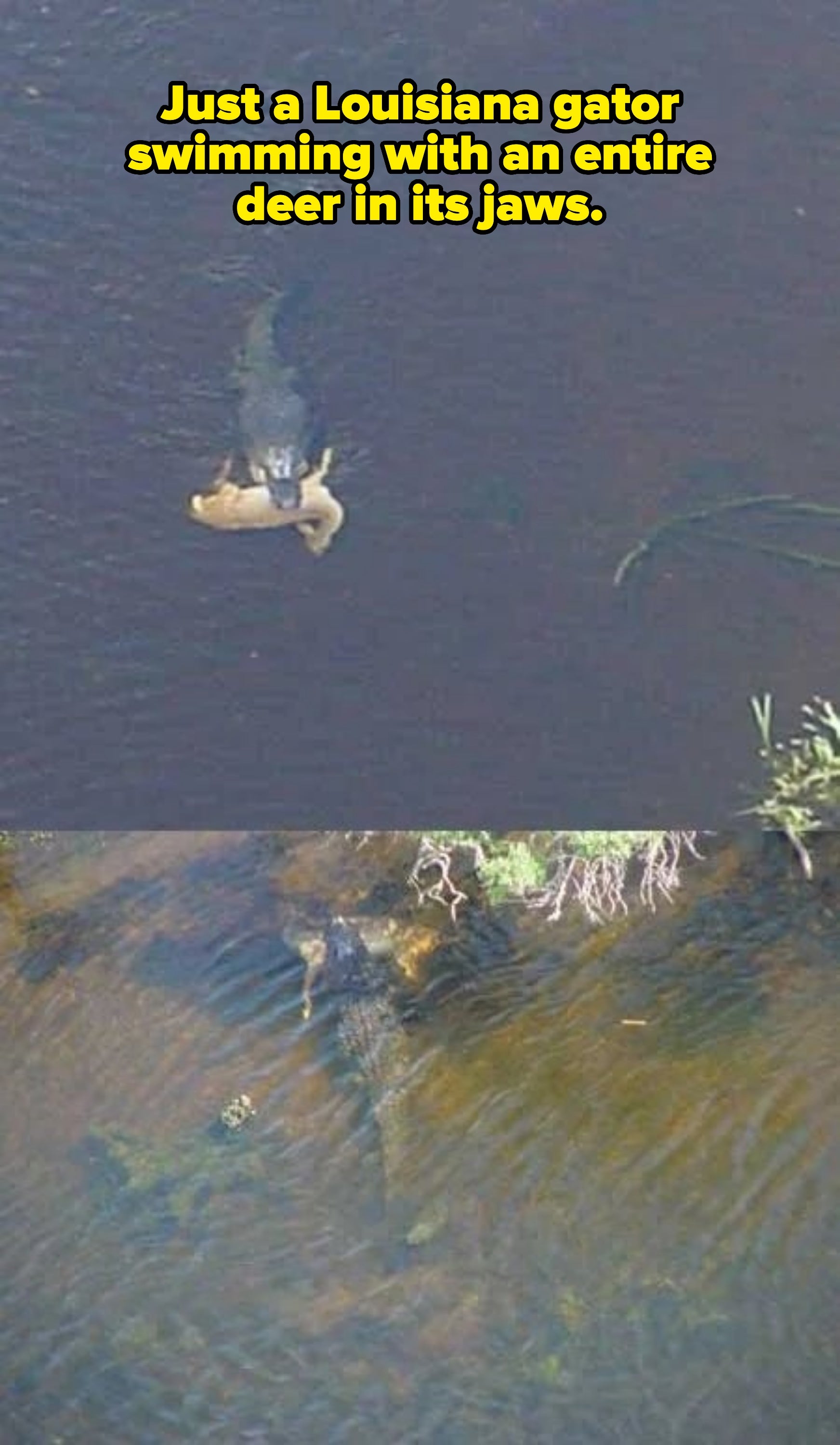 An aerial presumption    of a crocodile swimming successful  water, holding its prey successful  its mouth