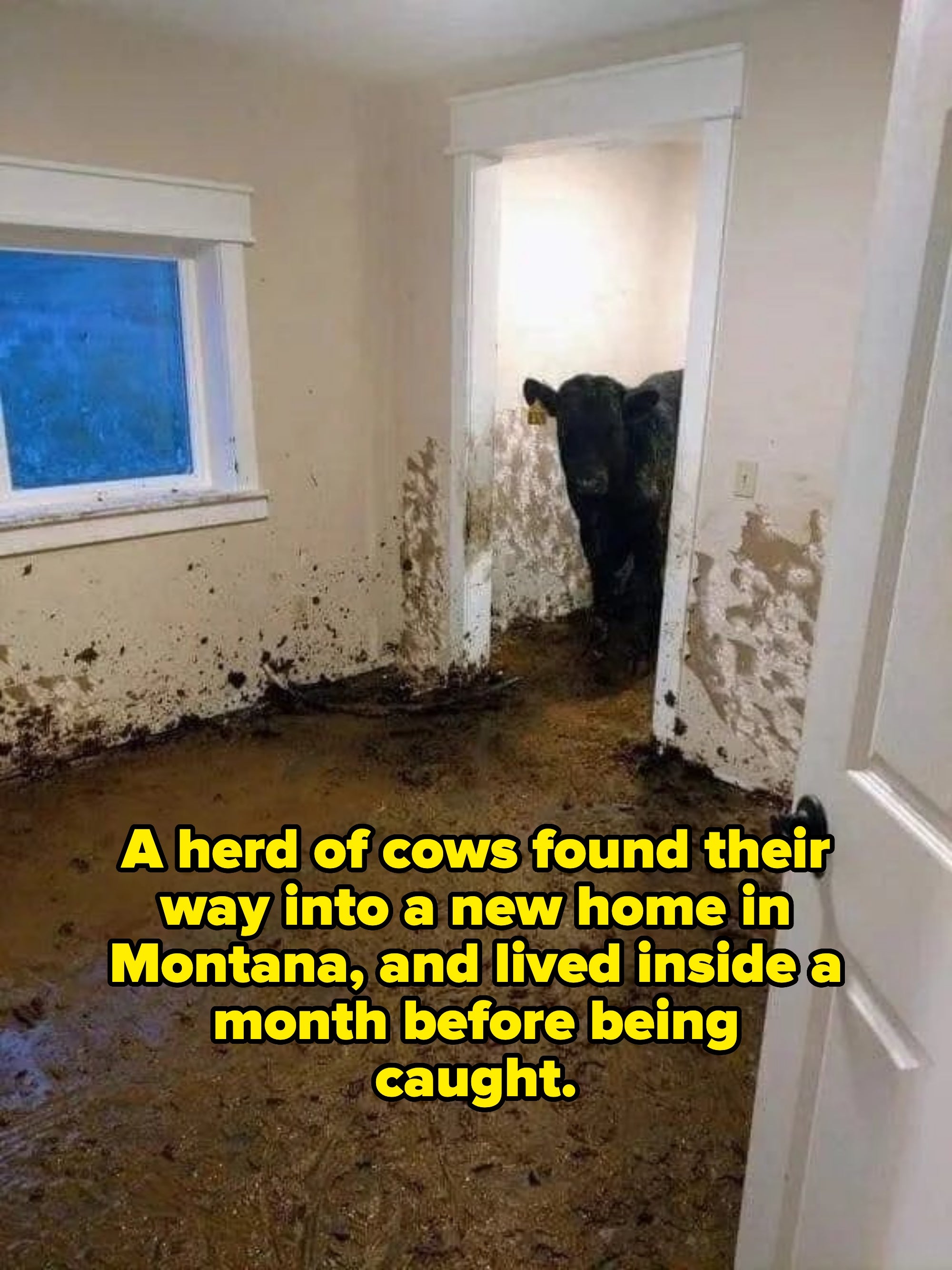 A cattle  stands successful  a doorway, looking into a country   covered successful  mud and dirt, suggesting it has entered from outside