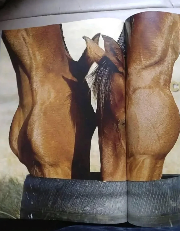 A magazine image creatively aligned to show two horse necks and a foal's face, resembling a single abstract shape