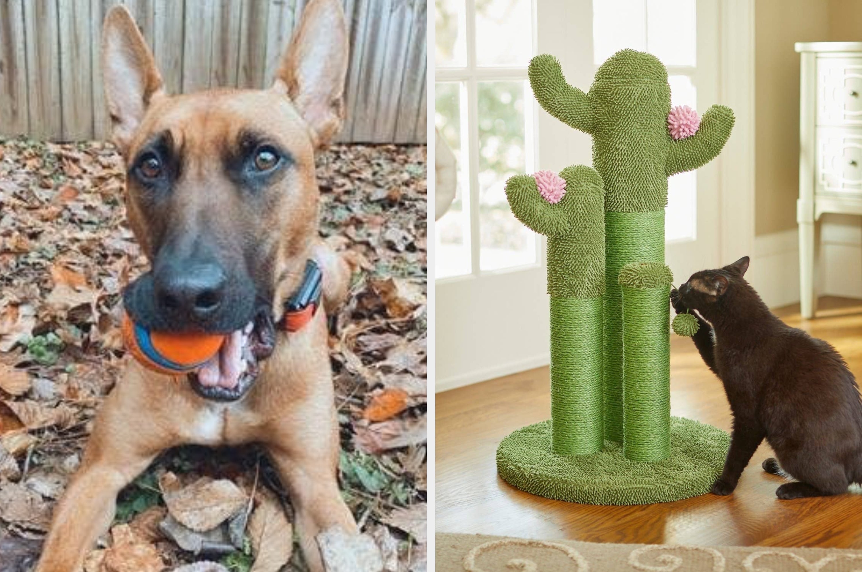 A dog in a fashionable jacket and a cat next to a modern water fountain, illustrating pet accessory shopping options