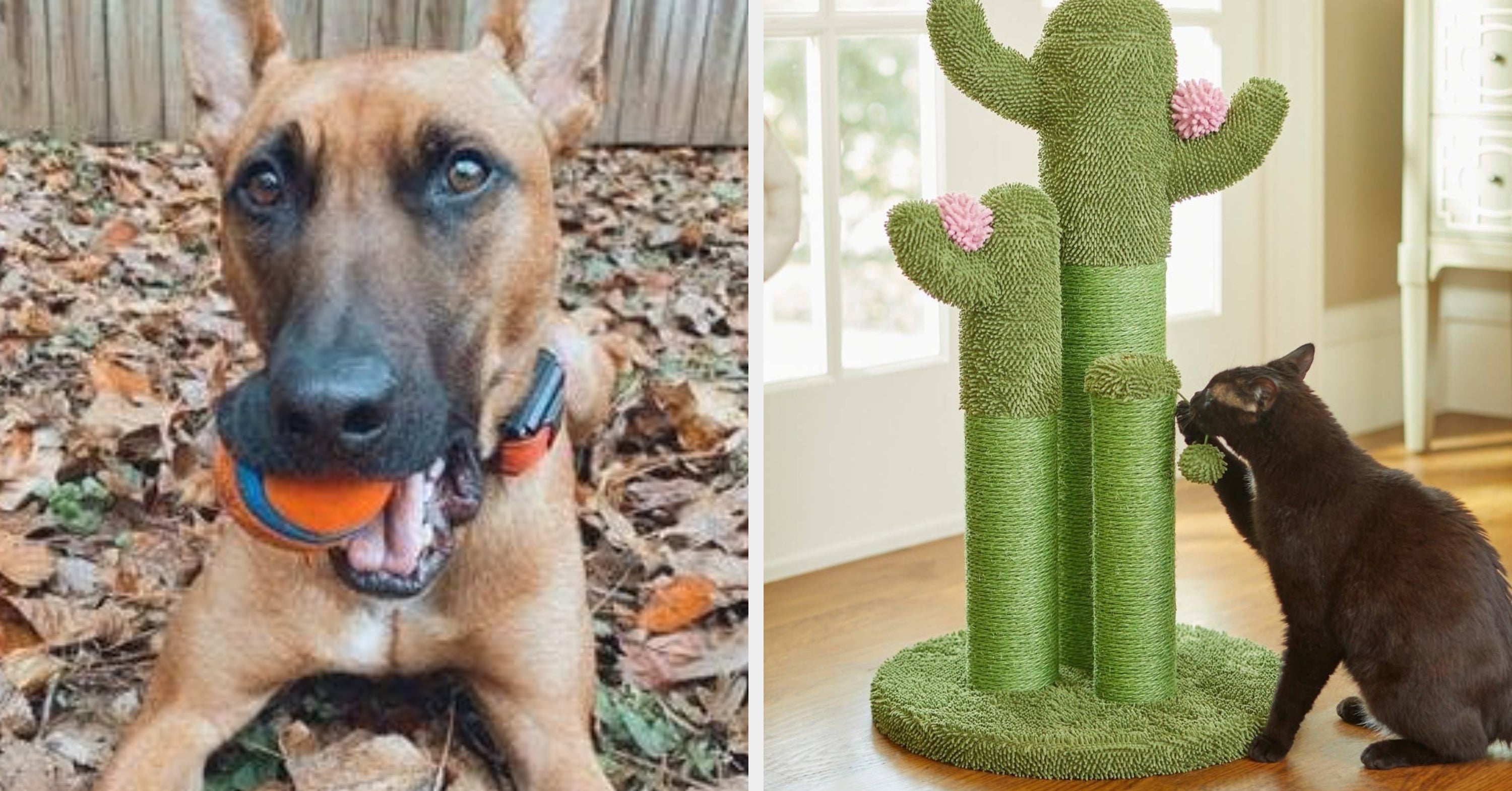 27 Fun Gifts From Chewy To Treat Your Pet To, Because Every Day With Them Is Worth Celebrating