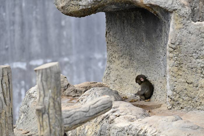 What Punch, The Viral Baby Monkey, Is Like In Real Life