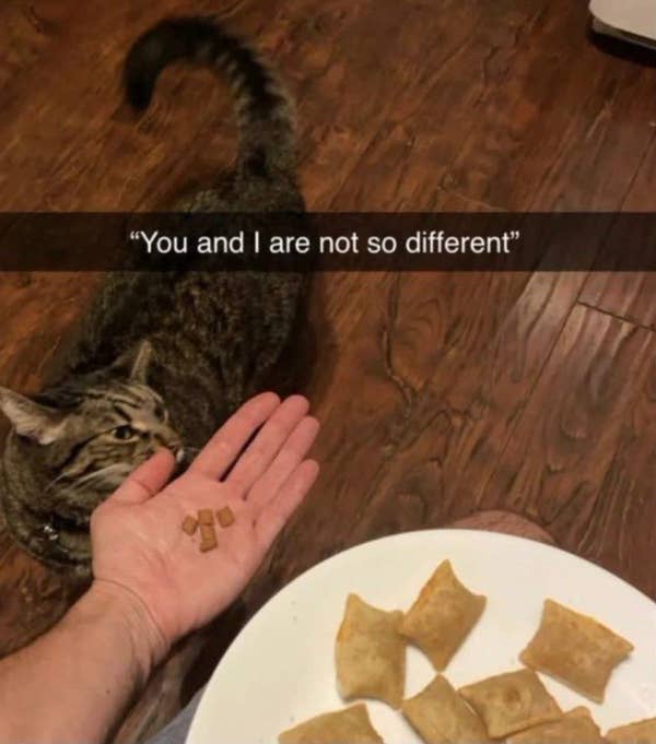 Cat and human holding similar small snacks, with a text overlay saying, "You and I are not so different."