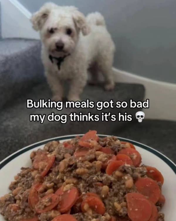 A fluffy dog stands on stairs looking at a bowl of meat and vegetables. Text jokes about the food resembling a dog's meal